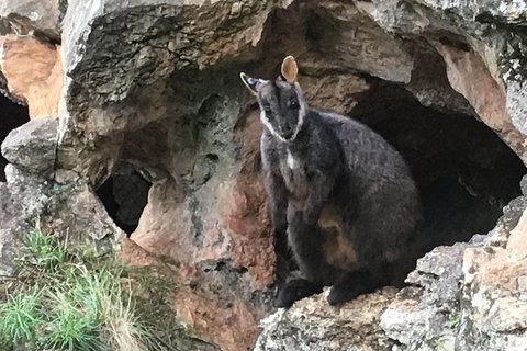 Inside The Greater Blue Mountains World Heritage - A Private Wildlife Safari Overnight - South Australia Travel 1