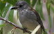 Inside The Greater Blue Mountains World Heritage - A Private Wildlife Safari Overnight - thumb 27