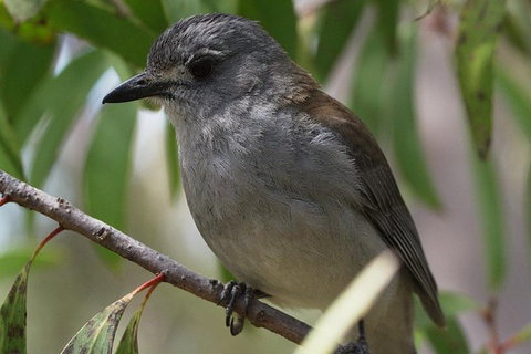 Inside The Greater Blue Mountains World Heritage - A Private Wildlife Safari Overnight - South Australia Travel 27