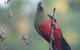 Inside The Greater Blue Mountains World Heritage - A Private Wildlife Safari Overnight - thumb 41