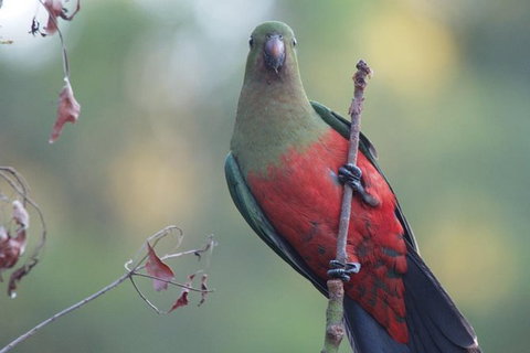 Inside The Greater Blue Mountains World Heritage - A Private Wildlife Safari Overnight - South Australia Travel 41