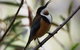 Inside The Greater Blue Mountains World Heritage - A Private Wildlife Safari Overnight - thumb 43