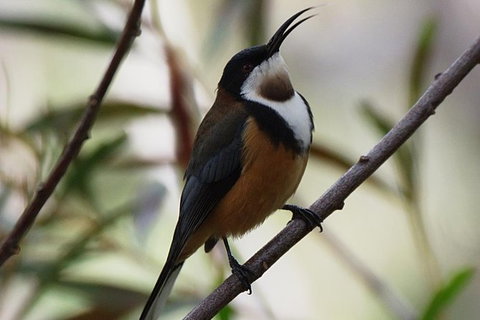 Inside The Greater Blue Mountains World Heritage - A Private Wildlife Safari Overnight - South Australia Travel 43