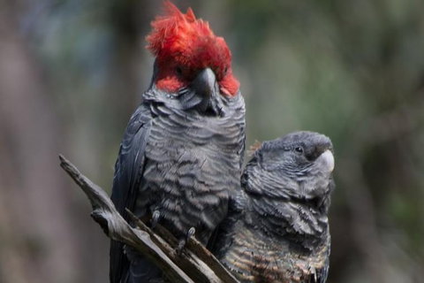Inside The Greater Blue Mountains World Heritage - A Private Wildlife Safari Overnight - South Australia Travel 35