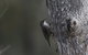 Inside The Greater Blue Mountains World Heritage - A Private Wildlife Safari Overnight - thumb 10