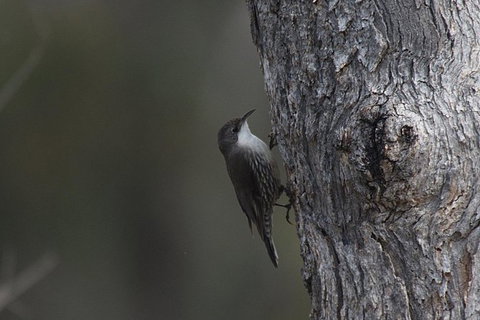 Inside The Greater Blue Mountains World Heritage - A Private Wildlife Safari Overnight - South Australia Travel 10