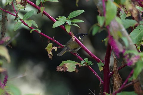 Inside The Greater Blue Mountains World Heritage - A Private Wildlife Safari Overnight - South Australia Travel 8