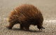 Inside The Greater Blue Mountains World Heritage - A Private Wildlife Safari Overnight - thumb 4