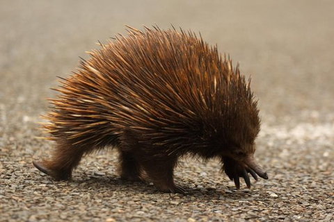 Inside The Greater Blue Mountains World Heritage - A Private Wildlife Safari Overnight - South Australia Travel 4