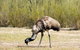 Inside The Greater Blue Mountains World Heritage - A Private Wildlife Safari Overnight - thumb 5