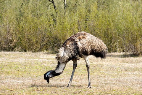 Inside The Greater Blue Mountains World Heritage - A Private Wildlife Safari Overnight - South Australia Travel 5
