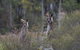 Inside The Greater Blue Mountains World Heritage - A Private Wildlife Safari Overnight - thumb 12