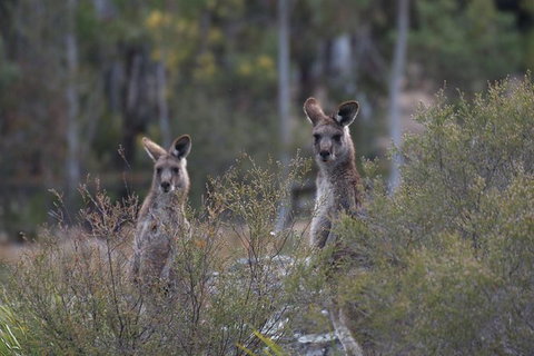 Inside The Greater Blue Mountains World Heritage - A Private Wildlife Safari Overnight - South Australia Travel 12
