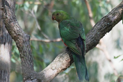 Inside The Greater Blue Mountains World Heritage - A Private Wildlife Safari Overnight - South Australia Travel 31