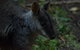 Inside The Greater Blue Mountains World Heritage - A Private Wildlife Safari Overnight - thumb 13