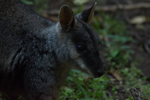 Inside The Greater Blue Mountains World Heritage - A Private Wildlife Safari Overnight - South Australia Travel 13