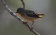 Inside The Greater Blue Mountains World Heritage - A Private Wildlife Safari Overnight - thumb 40