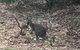 Inside The Greater Blue Mountains World Heritage - A Private Wildlife Safari Overnight - thumb 46