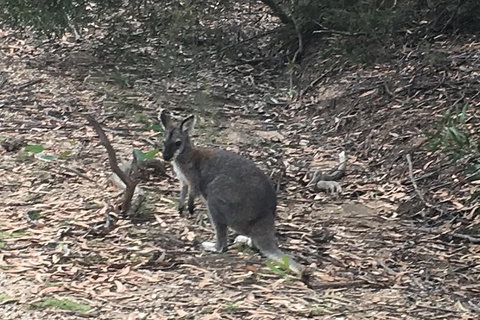 Inside The Greater Blue Mountains World Heritage - A Private Wildlife Safari Overnight - South Australia Travel 46