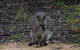 Inside The Greater Blue Mountains World Heritage - A Private Wildlife Safari Overnight - thumb 29