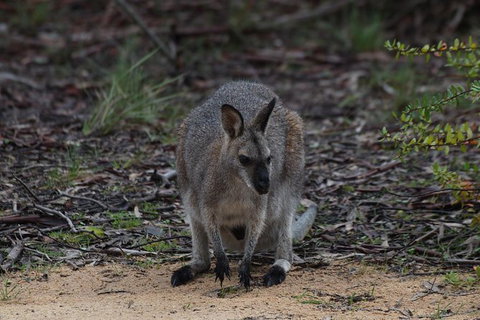 Inside The Greater Blue Mountains World Heritage - A Private Wildlife Safari Overnight - South Australia Travel 29