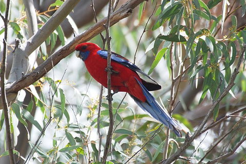 Inside The Greater Blue Mountains World Heritage - A Private Wildlife Safari Overnight - South Australia Travel 36