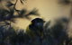Inside The Greater Blue Mountains World Heritage - A Private Wildlife Safari Overnight - thumb 7
