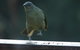 Inside The Greater Blue Mountains World Heritage - A Private Wildlife Safari Overnight - thumb 37