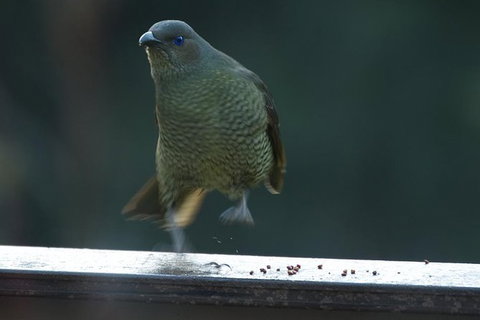 Inside The Greater Blue Mountains World Heritage - A Private Wildlife Safari Overnight - South Australia Travel 37