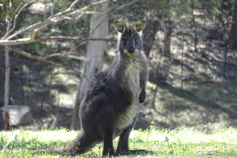 Inside The Greater Blue Mountains World Heritage - A Private Wildlife Safari Overnight - South Australia Travel 16