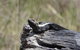 Inside The Greater Blue Mountains World Heritage - A Private Wildlife Safari Overnight - thumb 26