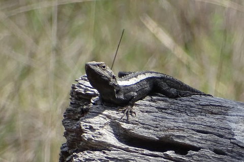 Inside The Greater Blue Mountains World Heritage - A Private Wildlife Safari Overnight - South Australia Travel 26