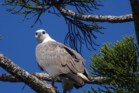 Brunswick Heads Rainforest Eco-Cruise - South Australia Travel 7