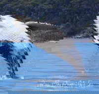 Whale Watching Jervis Bay - South Australia Travel