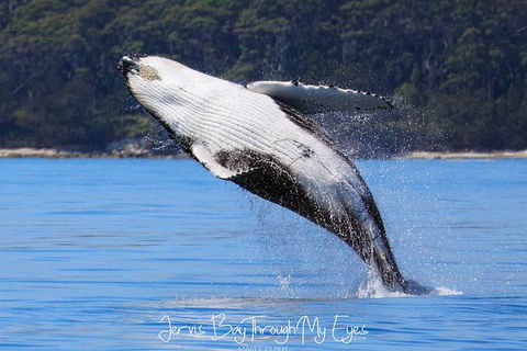 Whale Watching Jervis Bay - South Australia Travel 0