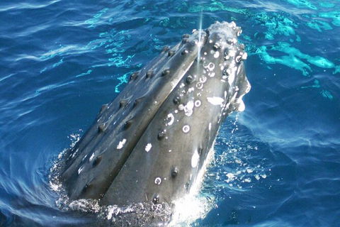Whale Watching Jervis Bay - South Australia Travel 3