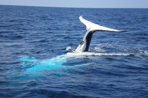 Whale Watching Jervis Bay - South Australia Travel 7
