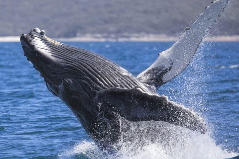 Whale Watching Jervis Bay - South Australia Travel 2