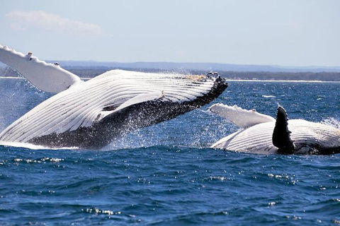 Whale Watching Jervis Bay - South Australia Travel 4
