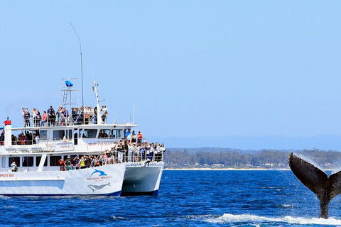 Whale Watching Jervis Bay - South Australia Travel 6