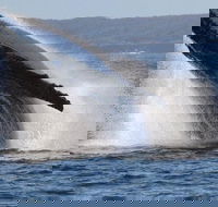 Jervis Bay Whale Watching Tour - South Australia Travel