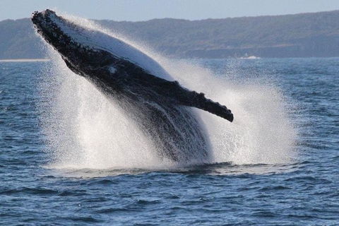 Jervis Bay Whale Watching Tour - South Australia Travel 0