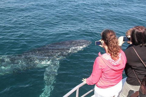 Jervis Bay Whale Watching Tour - South Australia Travel 9