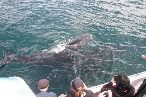 Jervis Bay Whale Watching Tour - South Australia Travel 12