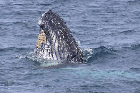 Jervis Bay Whale Watching Tour - South Australia Travel 4
