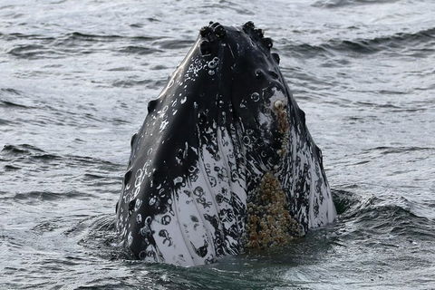 Jervis Bay Whale Watching Tour - South Australia Travel 7