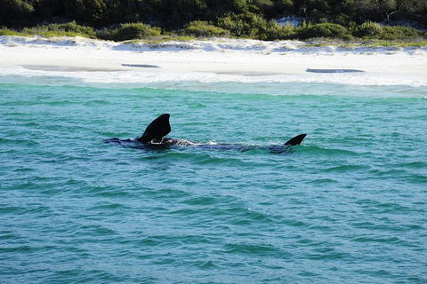 Jervis Bay Whale Watching Tour - South Australia Travel 5