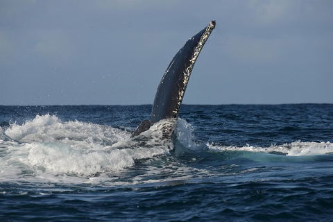 Jervis Bay Whale Watching Tour - South Australia Travel 8