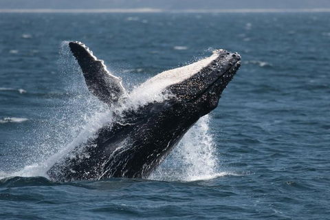 Jervis Bay Whale Watching Tour - South Australia Travel 10