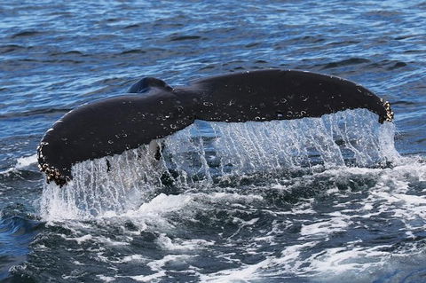 Jervis Bay Whale Watching Tour - South Australia Travel 6